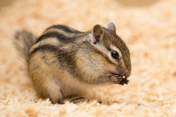 Chipmunks as Pets: Complete Care Guide & Tips