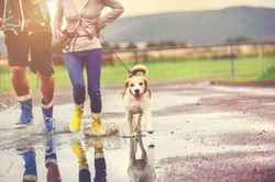 Top Tips for Walking Your Dog in the Rain