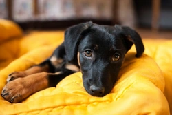How to Effectively Help Your Dog With Separation Anxiety