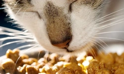 Famished felines: Recognising and managing cat hyperthyroidism