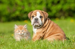8 Human Products to Never Use on Pets Safely