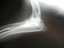Testing for Elbow Dysplasia in Dogs: Breed Risks & Screening