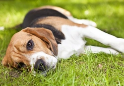 Places and Areas Your Dog Picks up Ticks Safely