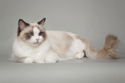 10 Things to Know Before Buying a Ragdoll Cat