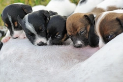 How to Tell if Nursing Puppies Are Getting Enough Milk