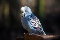 Common Illnesses in Budgies: Signs and Treatments Guide
