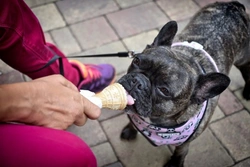 Helado de fruta para perros