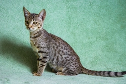 Why Savannah Cats Are So Expensive to Buy in the UK