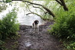 Losloopgebied: Maarsseveense Kleine Plas in Maarssenbroek