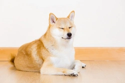 Japanese Shiba Inu hereditary health & lifespan guide