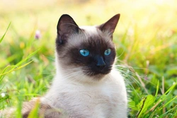 Feline hyperesthesia syndrome: symptoms, causes, treatment