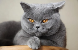 Introducing the British Shorthair: UK’s Favourite Cat Breed