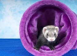 Best Games to Play with Your Ferret: Fun & Enrichment Tips