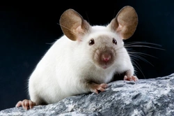 Fun & Fascinating Facts About Mice Pets