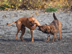 Managing a Dog That Bullies Other Dogs: Effective Strategies