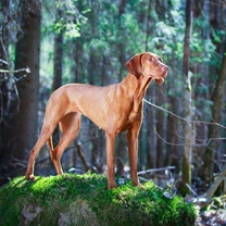 5 Key Personality Traits of the Hungarian Vizsla