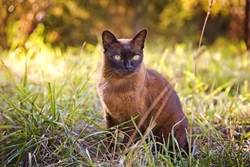 Top 10 Longest-Lived Cat Breeds for Lifelong Companions