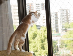 How to prevent your cat from falling if you live in a high-rise apartment