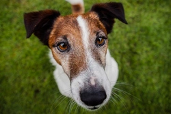 Primary lens luxation in dogs: causes, symptoms and treatment