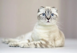 Osteodistrofia en Scottish Folds: guía genética de salud
