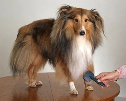 How to Detangle Matted Dog Fur Without Clipping It