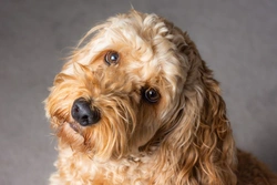 10 things to know about the Cockapoo before buying