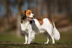 ENM (Hereditary Necrotising Myelopathy) in Kooikerhondje Dogs