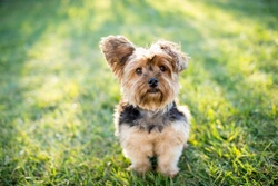Seven signs your Yorkshire terrier is anxious or stressed