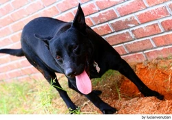 Y… ¿dónde alojo a mi perro?, ¿dónde lo meto?