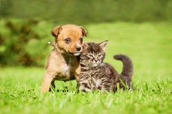 Understanding Vaccine Associated Adverse Events in Cats and Dogs