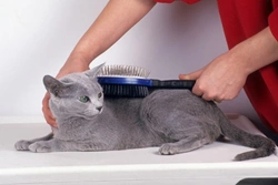 Complete Guide to Grooming Your Cat: Tips for Healthy Coats & Care