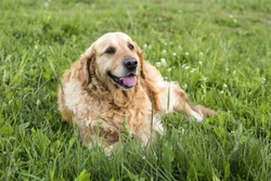 Strokes in Dogs: Causes, Symptoms & Treatment Guide