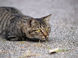 Controlling Your Cat’s Hunting Behaviour: Effective Tips