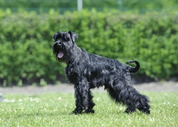 Persistent Mullerian duct syndrome DNA testing in Miniature Schnauzers