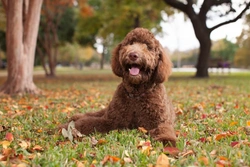 6 Healthier Dog Breeds with Long Life and Fewer Health Issues