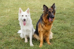 How to Retrain a Dog That Doesn’t Like Other Dogs