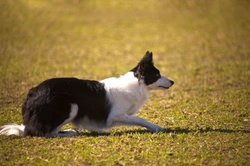 Dogs That Stalk Other Dogs: Understanding the Behaviour