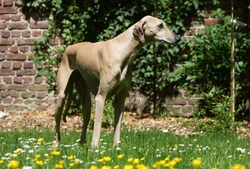 7 Rare Dog Breeds You May Never Have Heard Of
