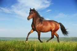 Should You Put Your Horse on Loan? Key Tips and Advice