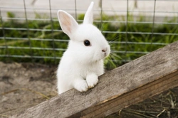 Brilliant Bunnies – The 2025 A to Z of Rabbit Care