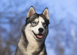 Siberian Husky Health and Longevity: Hereditary Insights