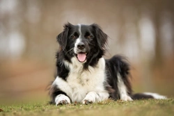 Nature or nurture in dogs: What shapes your dog's personality?