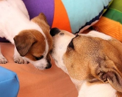 Il parto del cane: durata della gravidanza e come si svolge