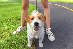 Can Small Dog Breeds Make Good Running or Jogging Partners?