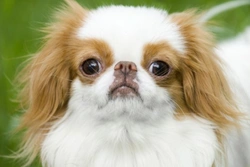 Comprehensive Guide to the Japanese Chin Dog