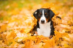 Seasonal Hazards in Autumn Every Dog Owner Should Know