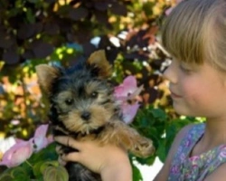 Le razze di cani adatte ai bambini