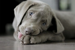 Helping UK Pet Rehoming Centres Affected by Covid19 Restrictions