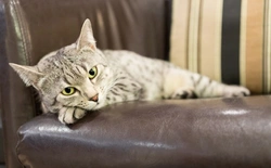 What Stresses Cats Out Most: Recognise & Relieve Cat Stress