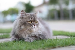 Choosing and Buying a Healthy Persian Cat